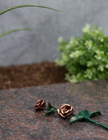 Rose Bronze grün mit roten Blüten